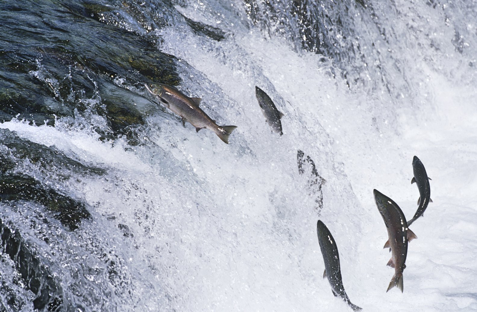 WILD VS FARMED SALMON